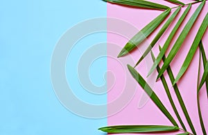 Creative minimal summer idea. Green leaf branches. Palm leaves on pastel colors. Tropical exotic background with empty space for t