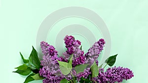 Creative minimalist banner with lilac flowers on trendy pale green background. Web banner. Top view, flat lay, copy