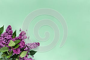 Creative minimalist banner with lilac flowers on trendy pale green background. Web banner. Top view, flat lay, copy