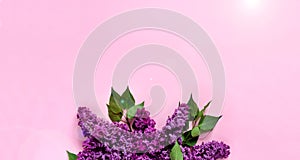 Creative minimalist banner with lilac flowers on trendy pink background. Web banner. Top view, flat lay, copy space