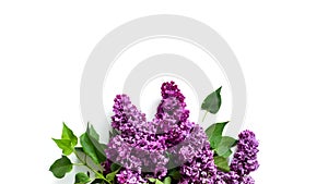 Creative minimalist banner with lilac flowers on white background. Web banner. Top view, flat lay, copy space