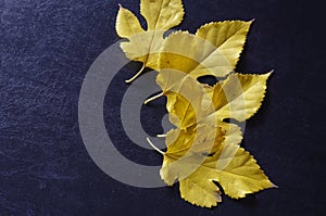 Creative multitasking background with fallen leaves on black background