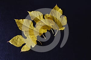 Creative multitasking background with fallen leaves on black background