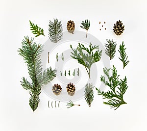 Creative natural layout of winter plants on white background. Flat lay, top view