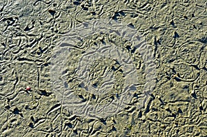 Abstract pattern made by mollusc on beach