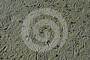 Abstract pattern made by mollusc on beach