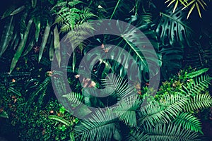 Creative nature background, Dark and green tropical Monstera and palm leaves,