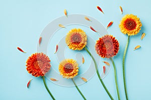 Creative nature composition of beautiful yellow and orange gerbera flowers with petals on blue table. Autumn concept. Flat lay