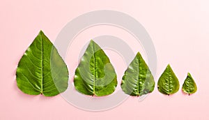 Creative nature concept - green leaf growth stages. Minimal nature concept. Green leaves on pink background top view. Flat Lay.