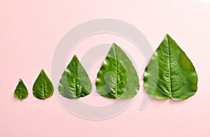 Creative nature concept - green leaf growth stages. Minimal nature concept. Green leaves on pink background top view. Flat Lay.