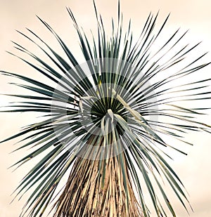 Creative palm in nature