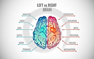 Creative part and logic brain part vector illustration