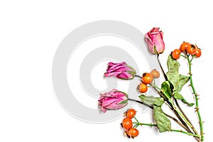 Creative pattern arrangement. Autumn composition made of dried leaves,dogrose berries and flower on white background.