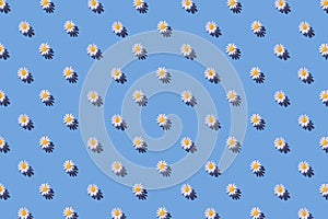 Creative pattern made of daisy flowers on blue background with shadow. Floral summer composition. Nature concept. Minimal style.
