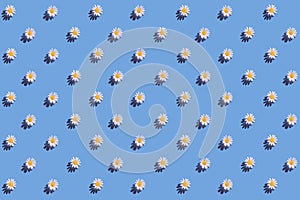 Creative pattern made of daisy flowers on blue background with shadow. Floral summer composition. Nature concept. Minimal style.