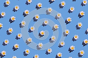 Creative pattern made of daisy flowers on bright blue background with shadow. Floral summer composition. Nature concept. Minimal