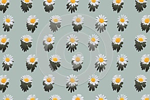 Creative pattern made of daisy flowers on pastel background with shadow. Floral summer composition. Nature concept. Minimal style