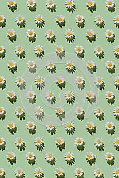 Creative pattern made of daisy flowers on pastel green background with shadow. Floral summer composition. Nature concept. Minimal