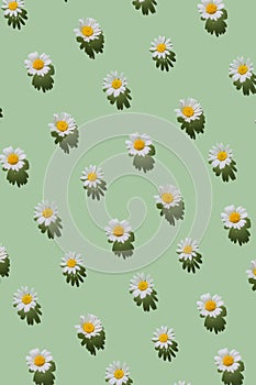 Creative pattern made of daisy flowers on pastel green background with shadow. Floral summer composition. Nature concept. Minimal