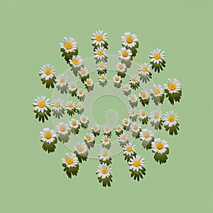 Creative pattern made of daisy flowers on pastel green background with shadow. Floral summer composition. Nature concept. Minimal