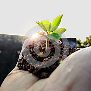 Creative pic in which small plant is in hand photo