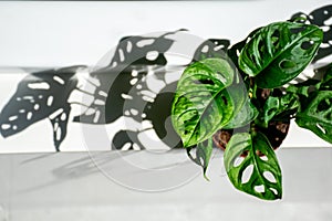 Monstera adasonii plant with its shadow.