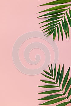 Creative pink background with tropical palm leaves