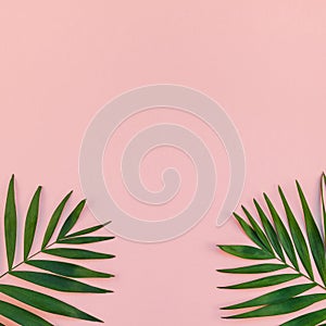 Creative pink background with tropical palm leaves