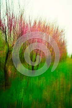 Creative Red Bud Trees