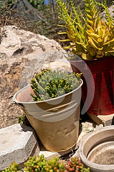 Creative Reuse of Buckets for Succulents as Flower Pots.