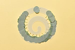 Creative round frame from green small leaves of Eucalyptus on a sand yellow background.