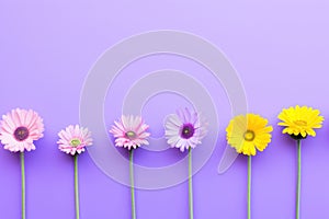 Creative set of bright summer flowers in a row with copy space on purple background.