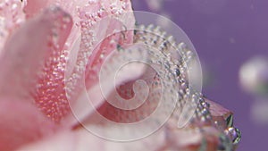 Creative shooting of a flower.Stock footage.Bright petals with small drops of water which is shot very close.