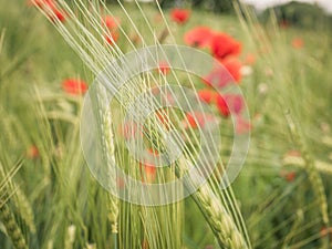 Creative shot over a cornfield with lots of poppies