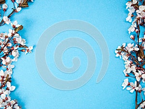 Creative spring layout made of cherry blossom tree branch on blue background, spring concept with copy space, flower frame, flat l