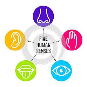 Creative vector illustration line icon set of five human senses. Vision, hearing, smell, touch, taste isolated on