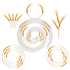Creative wheat ears. EPS 10