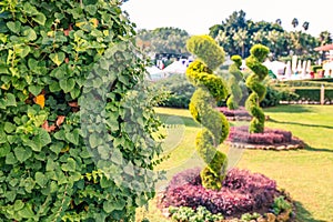 Creatively trimmed bushes in the garden. Decorative clipped trees in the garden.