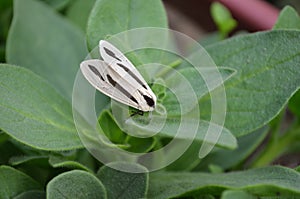 Creatonotos gangis is a species of arctiine moth  Erebidae Noctuoidea The abdomen is red white and brown wings with dark streak. photo