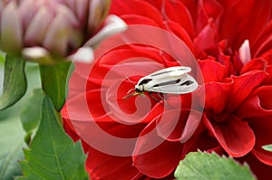 Creatonotos gangis is a species of arctiine moth  Erebidae Noctuoidea The abdomen is red white and brown wings with dark streak. photo