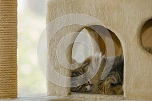 Creature Comfort: Sleeping Pixie Bob Cat