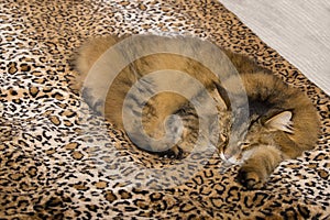 Creature Comforts: Pixie Bob Cat Asleep on Leopard Comforter