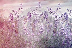 Creatve toned laveder field. Beautiful detail of scented lavender flowers field