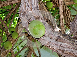 Crecentia cujete L., Bignonaceae, Tree with fruit