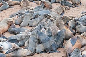 Creche of Cape Fur Seal pups at Cape Cross