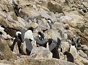 A Creche of Penguin Chicks among Rocks and Boulders