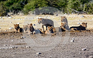Creche of young lions in a group