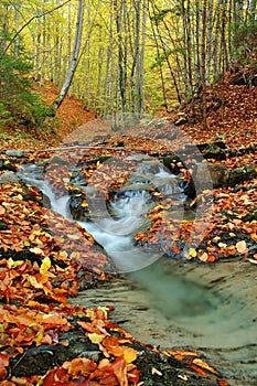 Creek in autumn