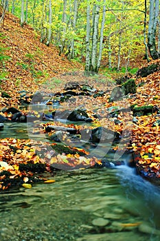 Creek in autumn