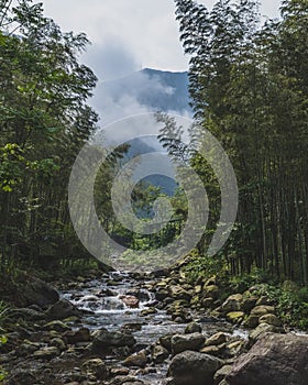 Creek between bamboo forest in Mingyue Mountain, China